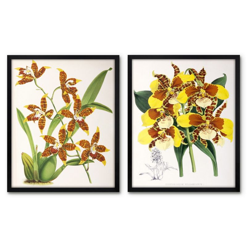Americanflat 2 Piece 16x20 Wrapped Canvas Set - Fitch Orchid by New York Botanical Garden - botanical  Wall Art, 1 of 7