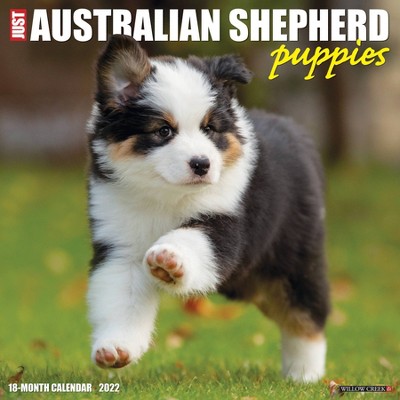 2022 Wall Calendar Just Australian Shepherd Puppies - Willow Creek Press