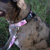 Country Brook Petz Deluxe Dog Collar - Camouflage Collection - Made in The U.S.A. - 3 of 4