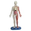 Squishy Human Body Anatomy Kit - image 3 of 4