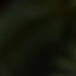 green&gold-christmas tree