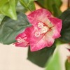 Kazeila Artificial Bougainvillea Tree with White Planter, Tall Faux Bougainvillea Trees with Red Flowers - 3 of 4