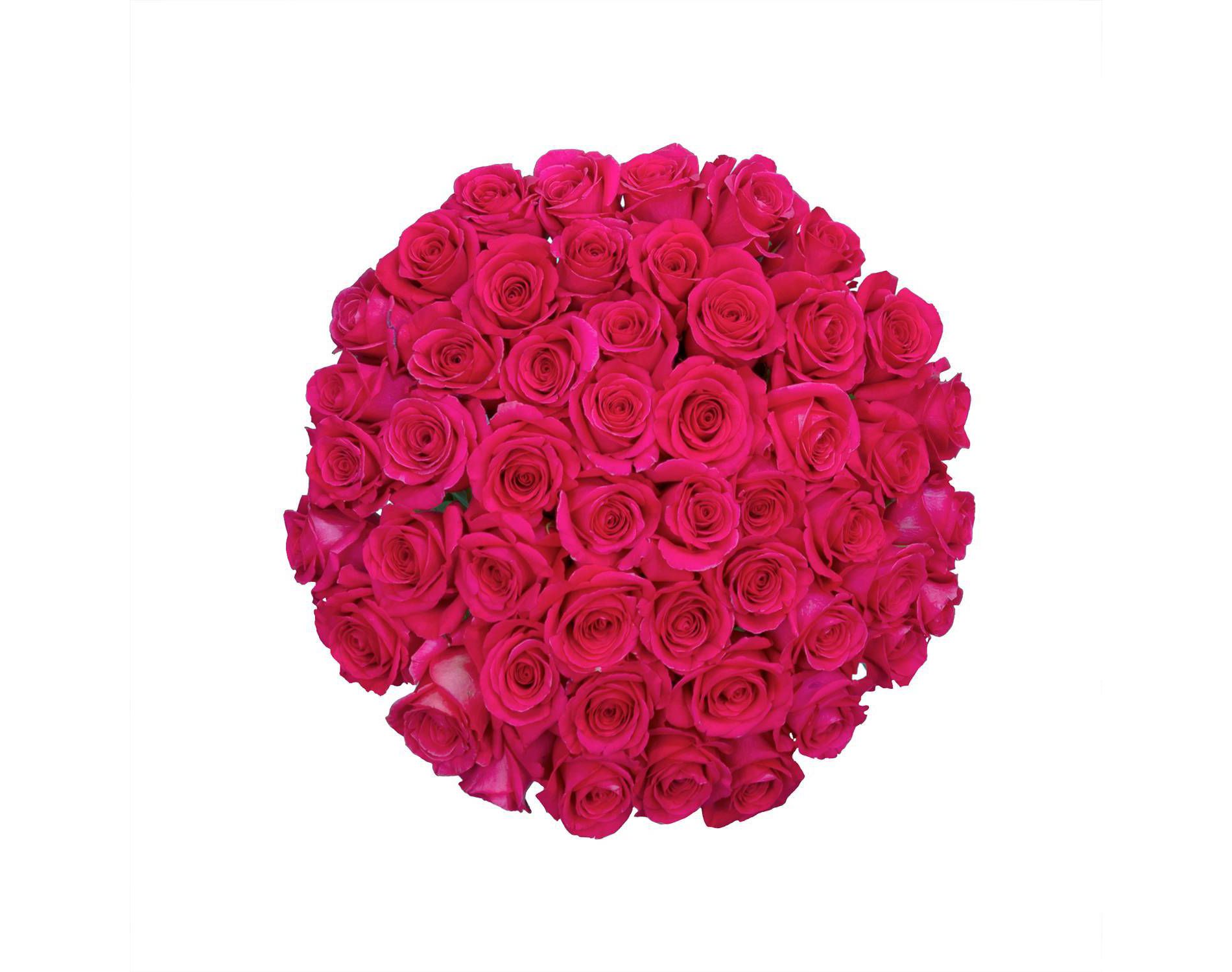 Fresh Cut Roses - 50 Stems