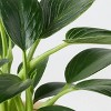 Threshold Green Live Houseplant - Good Little Garden™ - 4 of 4