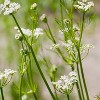 Frontier Co-op, Whole Caraway Seed, 16 oz - 4 of 4