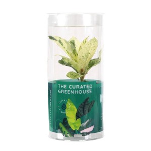 Live Curated 3" Greenhouse Foliage - Good Little Garden™ - 1 of 4