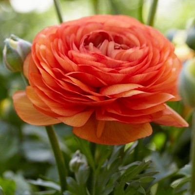 Butter Cups Ranunculus Double Set of 25 Bulbs - Orange - Van Zyverden