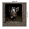 Amanti Art Please come in! (Pig) by Gert van den Canvas Wall Art Print Framed 16-in. x 16-in. - 4 of 4