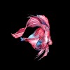 Junior's Design By Humans Betta Fish By GisaPizzatto T-Shirt - 2 of 3