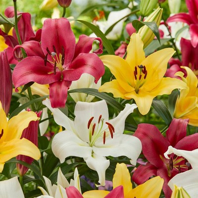 9ct Lilies Fragrant Orienpet Blend Bulbs - Van Zyverden