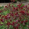 Van Zyverden 5ct Roots Aquilegia Columbine Ruby Port - 3 of 4