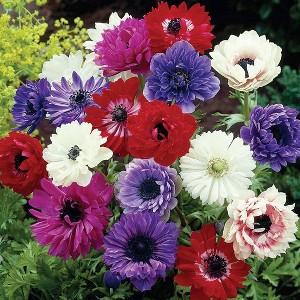 Van Zyverden 25ct 'St. Brigid' Wind Flower Anemone Bulb - 1 of 4