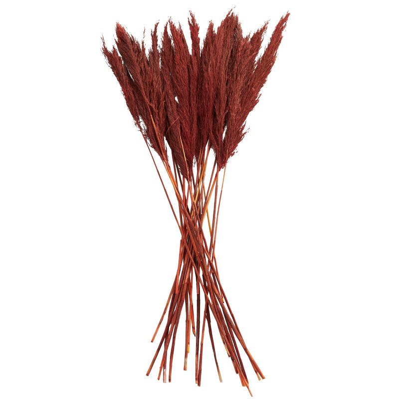 35&#39;&#39; x 2&#39;&#39; Dried Plant Pampas Natural Foliage with Long Stems Red - Olivia &#38; May, 5 of 7