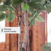 Maia Shop Artificial Ficus Tree Faux Silk Tropical Home Decoration with Realistic Leaves and Trunks Ideal for Home and Office - image 4 of 4