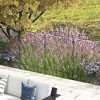 Syemin Patio Decorative Screens, Elegant Vine Pattern Yard Fencing, Pet-Safe Decorative Fence for Yard, Patio, Black, 137"*0.25"*43.25" - 2 of 4