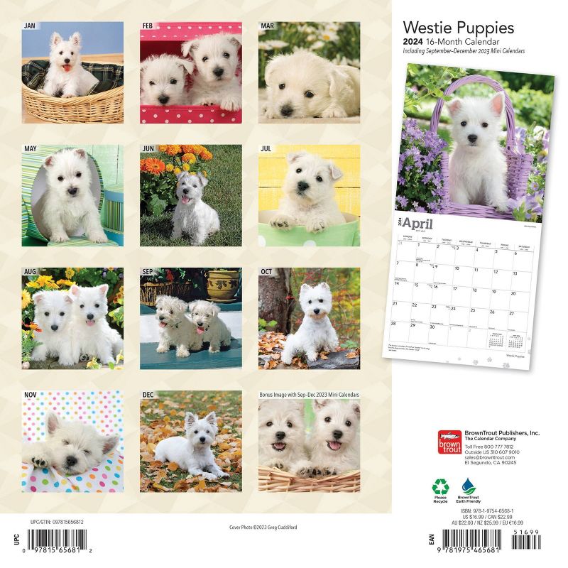 Browntrout 2024 Wall Calendar 12&#34;x12&#34; West Highland White Terrier Puppies, 2 of 5