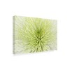 Trademark Fine Art - Cora Niele Lime Light Spider Mum Matted Framed Art - 4 of 4