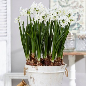 25ct Paperwhites Bulbs - Van Zyverden - 1 of 4