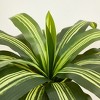 5ft/4ft Artificial Dracaena Tree in Nursery Pot - UV Resistant Faux Floor Plant for Indoor & Outdoor Decor - 4 of 4