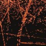 clear push pins bundle