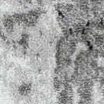 denim, cream, burgundy, medium gray