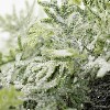 Sullivans Frosted Fern & Cone Artificial Wreath 24"H Green - 2 of 4