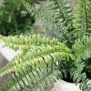 Sullivans Artificial 13" Potted Fern Plant - Set of 2 - 2 of 3