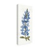 Trademark Fine Art -Anne Tavoletti 'Texas Bluebonnet Iii' Canvas Art - 4 of 4