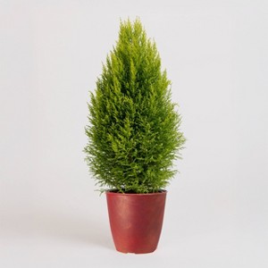 8" Christmas Tree - Good Little Garden™ - 1 of 4