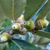 2.25gal Mexican White Oak Tree - National Plant Network - 3 of 3