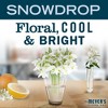 Mrs. Meyer's Clean Day Scented Oil Air Freshener Refills - Snow Drop - 0 .67 fl oz/2pk - 4 of 4