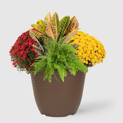 12" Fall Combo Planter - Good Little Garden™