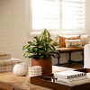 Nearly Natural 20-in Artificial Golden Dieffenbachia Plant - Set of 6 - 4 of 4