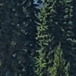 regis barnwood mocha narrow