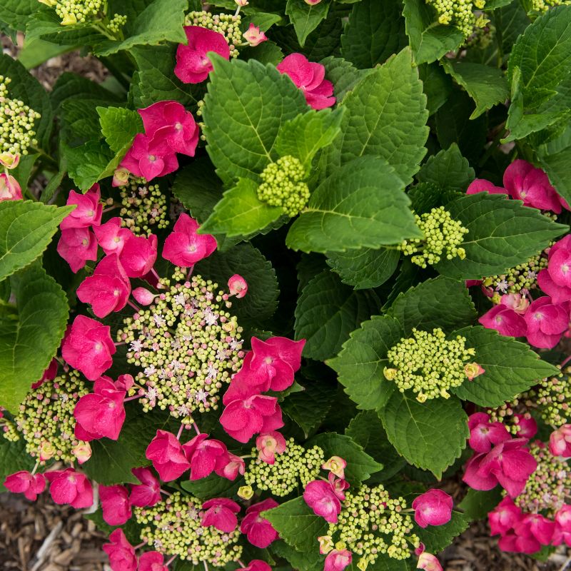 3pc Hydrangea Cherry Explosion - National Plant Network, 1 of 6