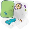 Roylco® See-Through Plant Cell Builder - 2 of 3