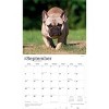 BrownTrout For the Love of French Bulldogs 2026 14"x24" Hanging Deluxe Wall Calendar Plastic-Free - 4 of 4
