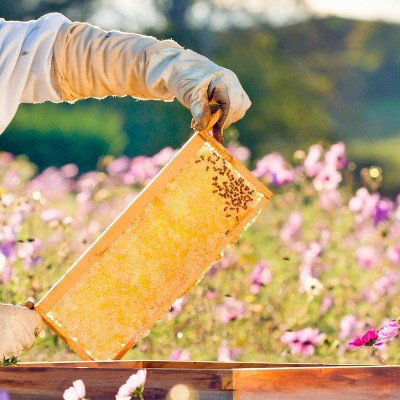 Medium Pine Beehive Frames with Wired Beeswax Foundation, Set of 8