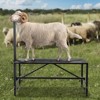 VEVOR Goat & Sheep Stand, 47x23 inch Livestock Stand, Metal Livestock Milking and Shearing Stand 21" to 33" Adjustable Height, Black - 2 of 4