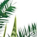 oval 8*2*1.5ft beige