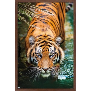 Trends International Tiger - Water Framed Wall Poster Prints - 1 of 4