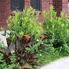 National Plant Network Live Outdoor Anise Tree Plant - 1ct 3 gal - 4 of 4