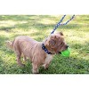 Country Brook Petz Deluxe Duty Honor Country Dog Collar - Made in the U.S.A. (1/2 Inch, Extra Small) - 3 of 4
