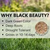 Jonathan Green Black Beauty Heavy Traffic Premium Grass Seed Mixture - 4 of 4