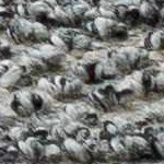 charcoal, off white, slate blue