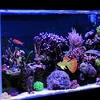 Unique Bargains Aquarium Glowing Decoration Artificial Fish Ornament with Suction Cup Yellow Orange 1 Pcs - 2 of 4