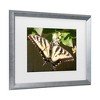 Trademark Fine Art - Leslie Montgomery Eastern Tiger Swallowtail Butterfly Wingspan Matted Framed Art - 3 of 4