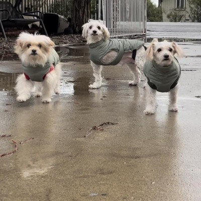 Dog Puffer Jacket With Buckle - Green - Xl - Boots & Barkley™ : Target