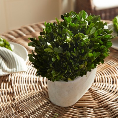 Green Boxwood Topiary in White Ceramic Pot