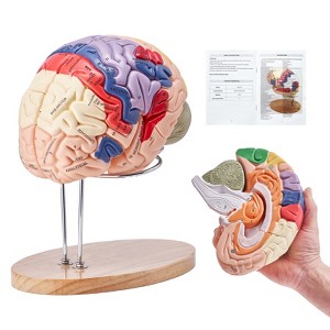 VEVOR Human Brain Model Anatomy, 2X Life-Size 4-Part Human Brain Anatomical Model with Labels & Display Base, Color-Coded Detachable Brain Model - 1 of 4